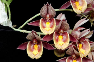Ctsm Karen Armstrong 'Sunset Valley Orchids' HCC 76 pts